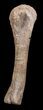 Huge, Kritosaurus Tibia With Stand - Aguja Formation, Texas #42335-1